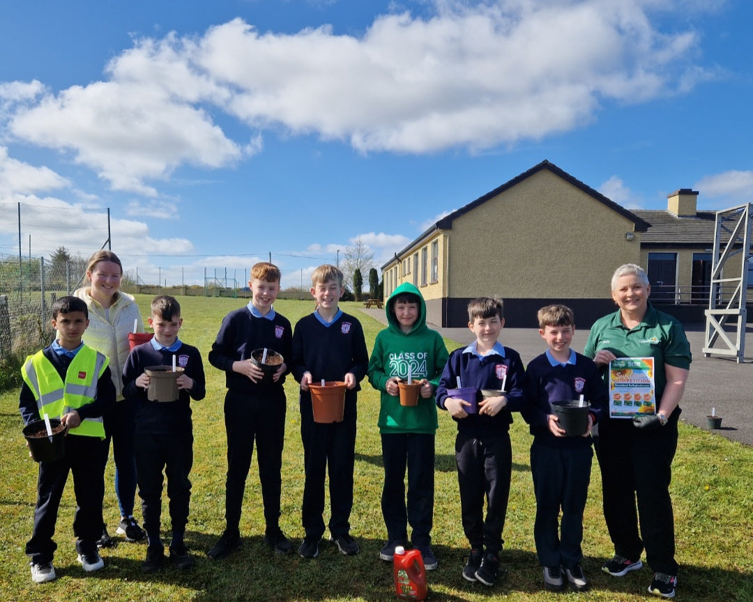 Homeland Sunflower Competition - St.Colman's National School Derrinabroc