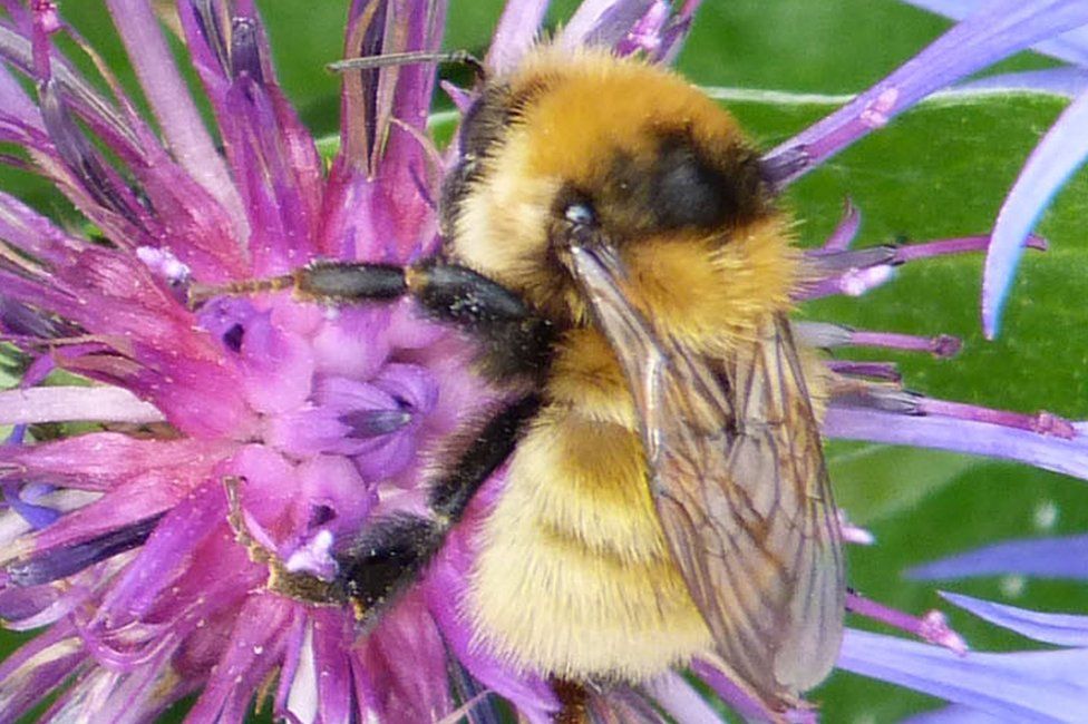 Aurivo supports The Great Yellow Bumblebee EIP Project