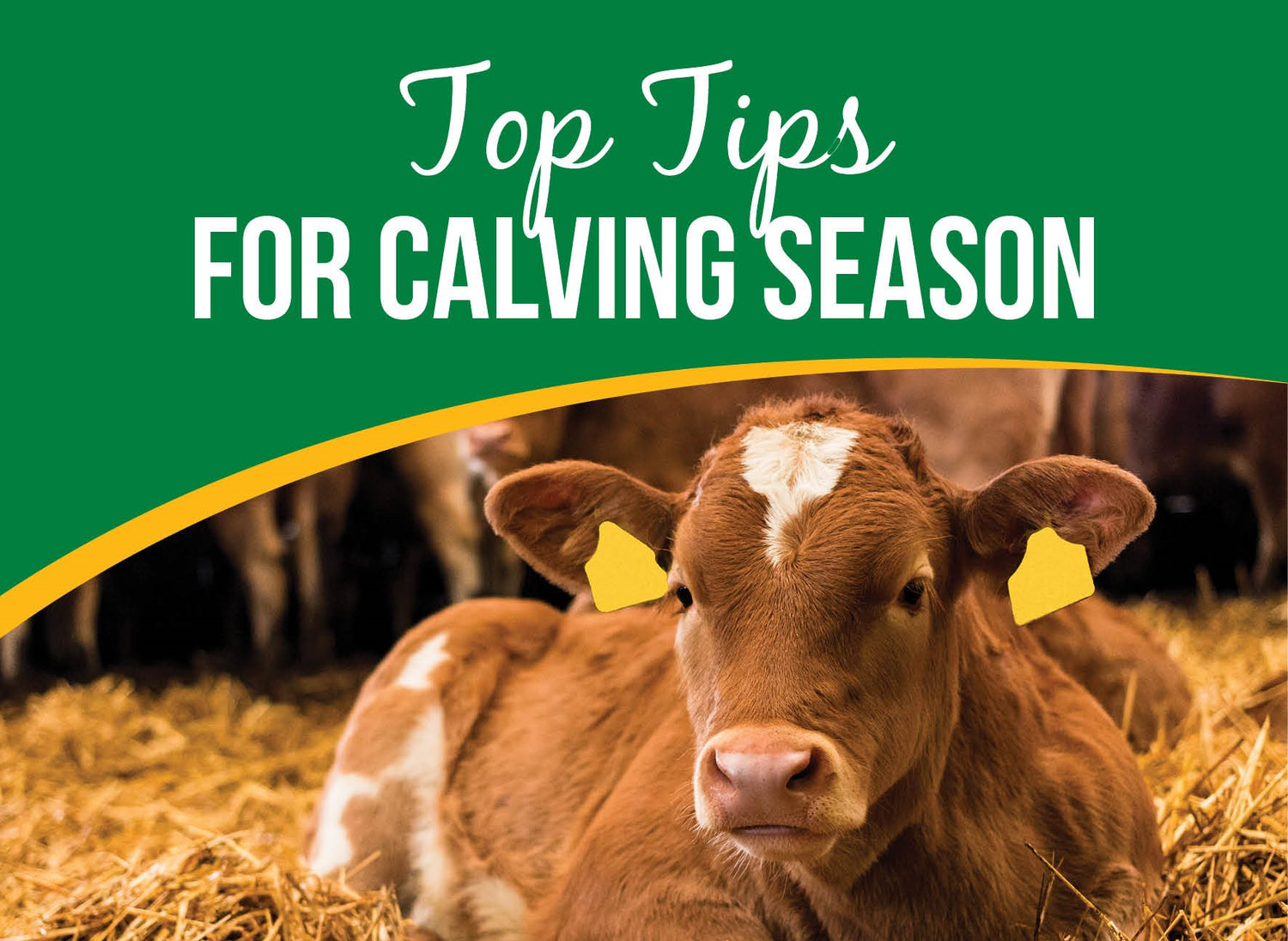 Top Tips for a Trouble-Free Calving Season