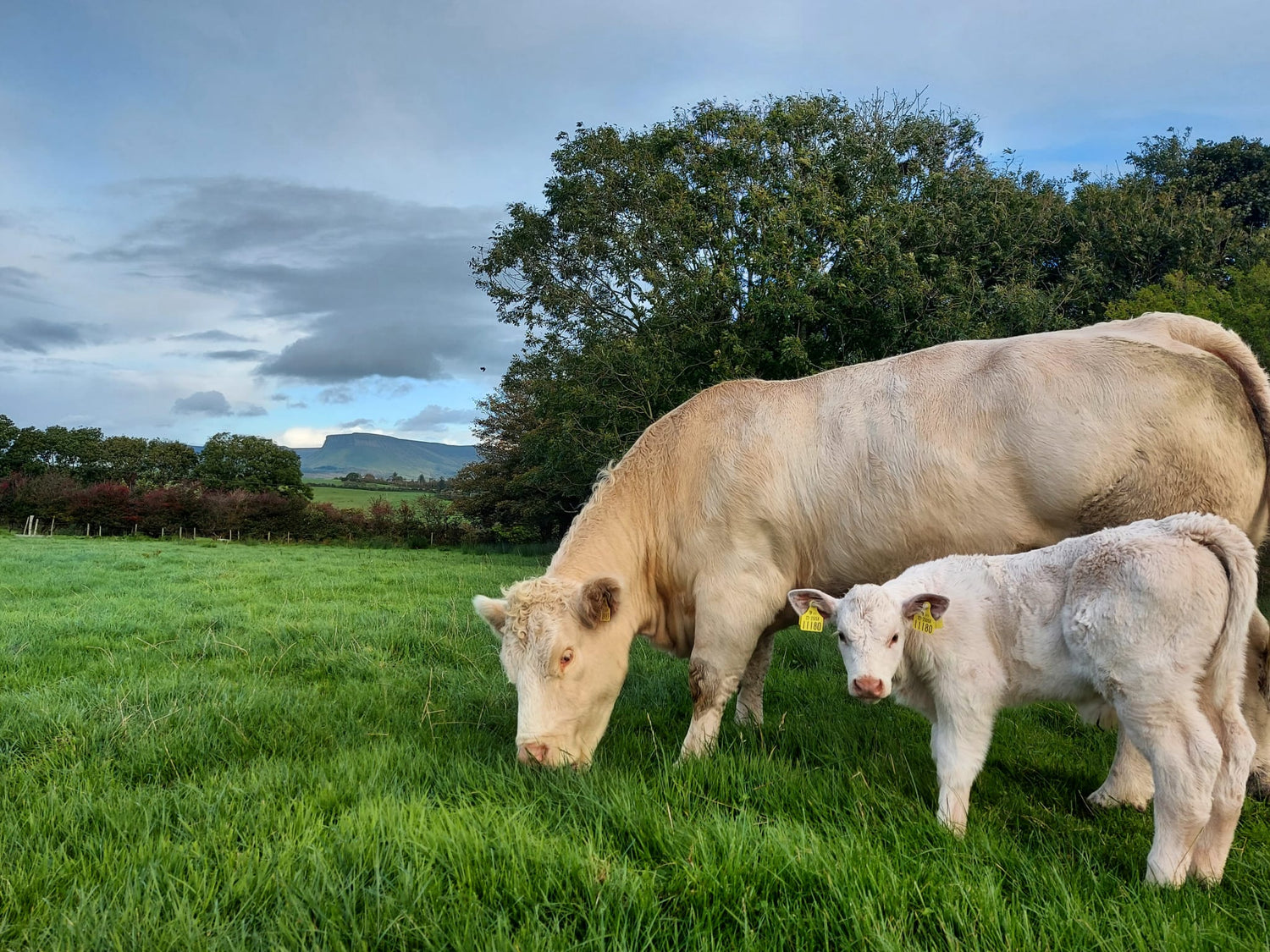 Feeding advice for spring calving suckler cows and ewes with lambs