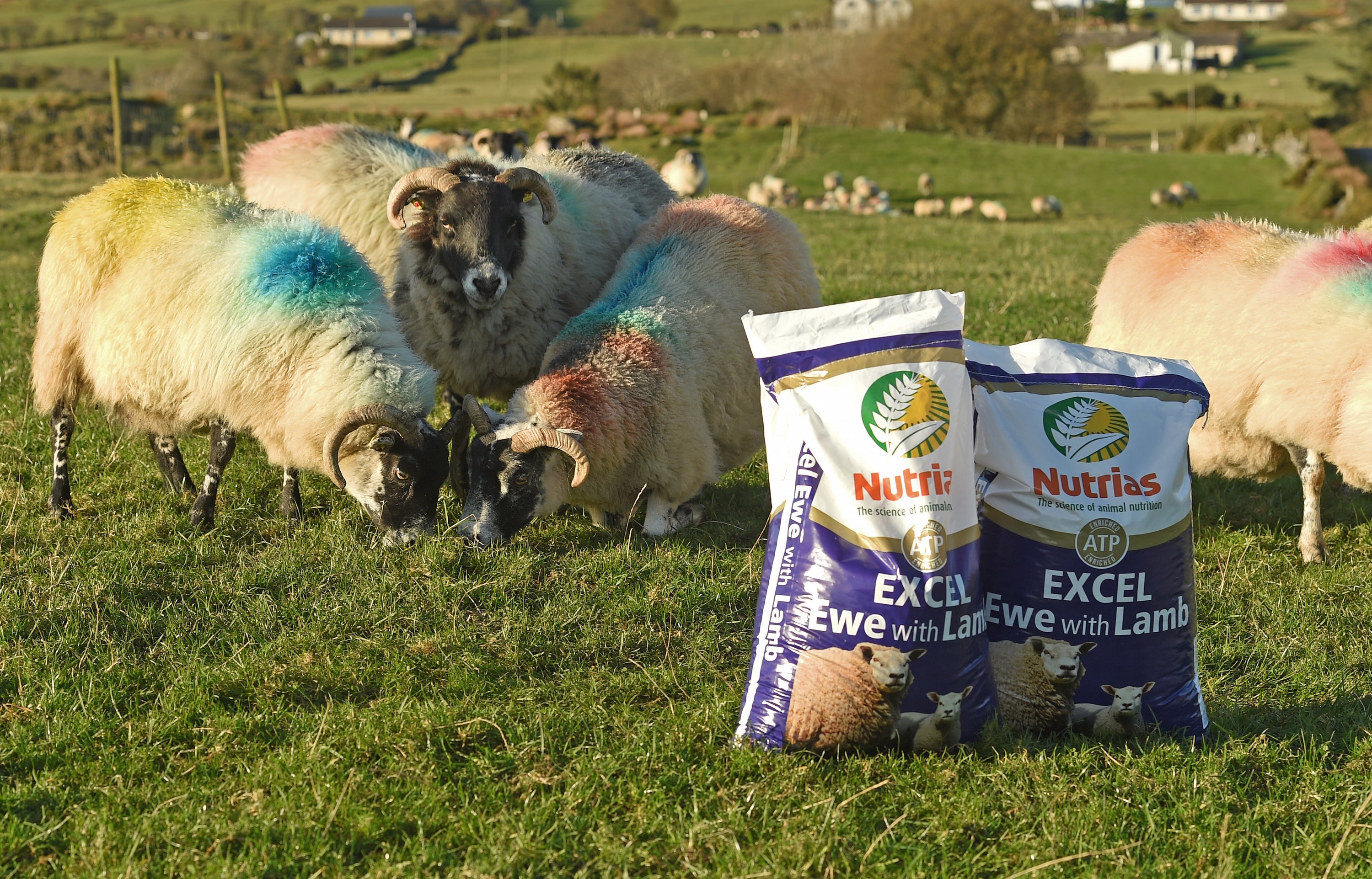 Top Tips for Feeding Ewes Pre-Lambing