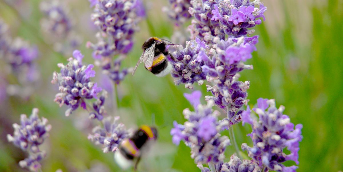 Pollinator Friendly Plants to Promote Bee & Pollinating Insect Populations