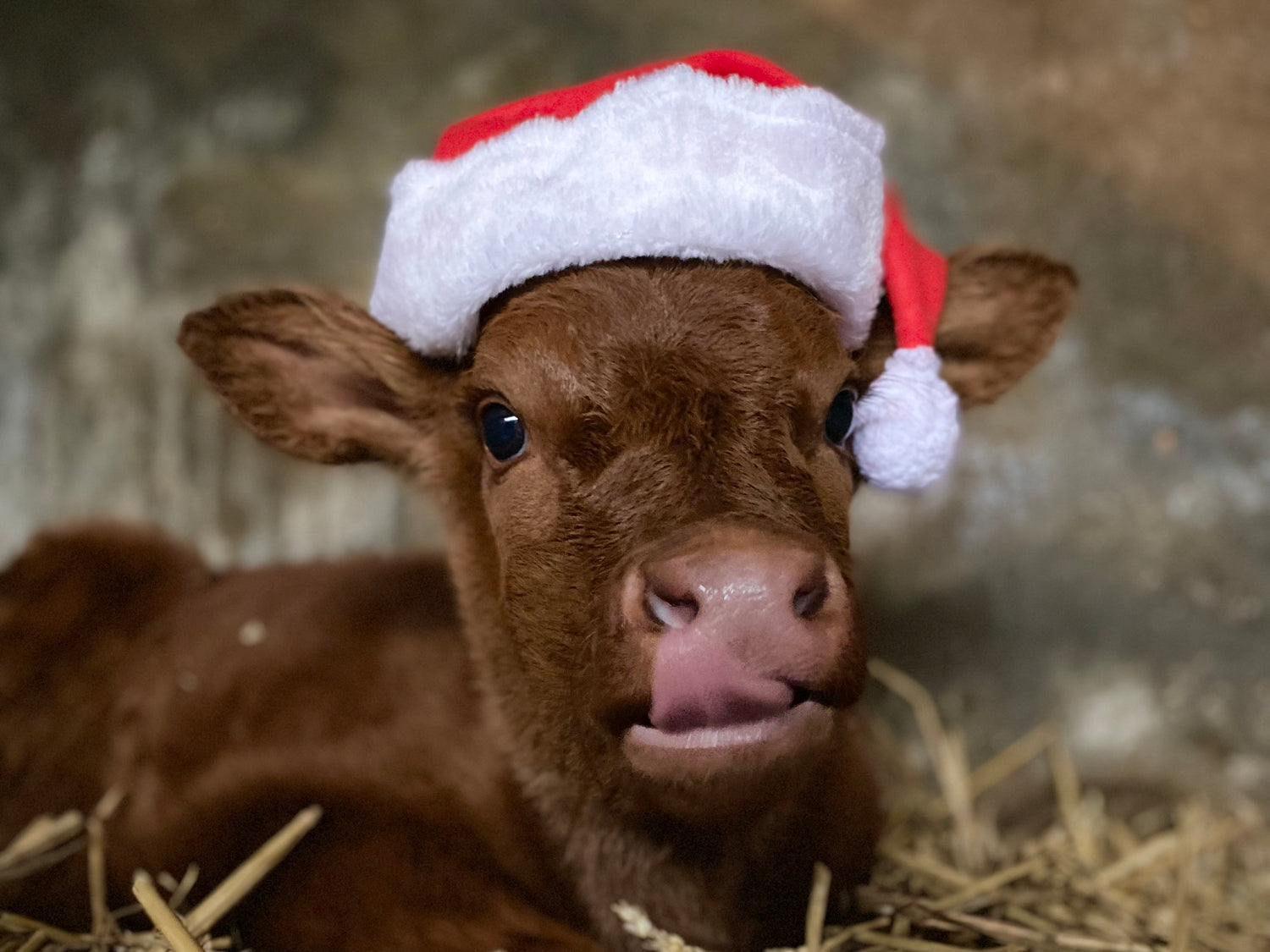 Steps to Reduce Time Spent Feeding Stock over Christmas