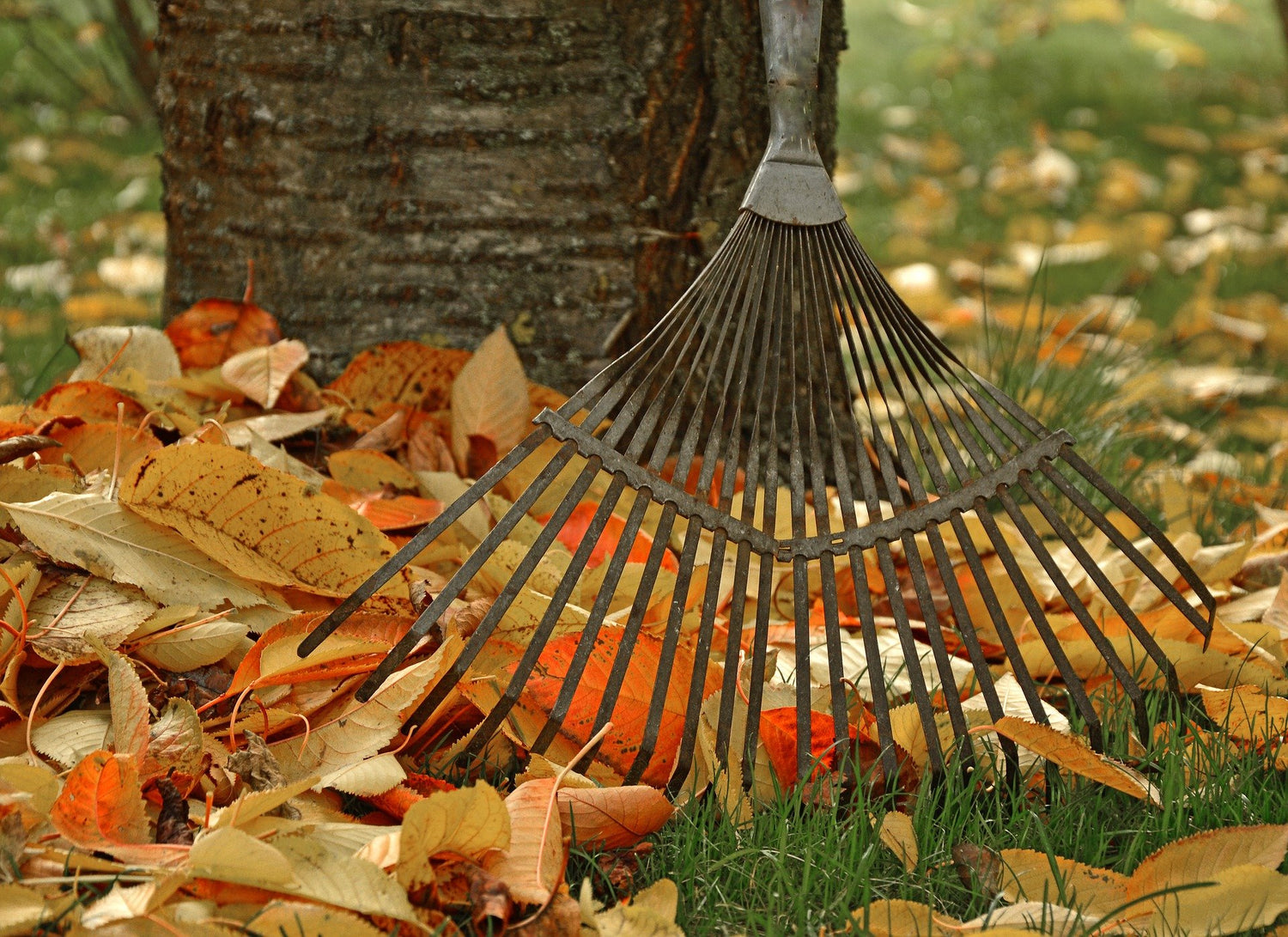 Autumn Gardening Tips