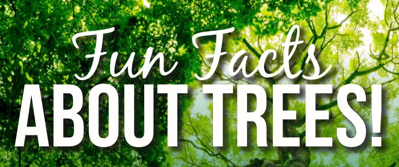 Learn more about our Native Irish Trees