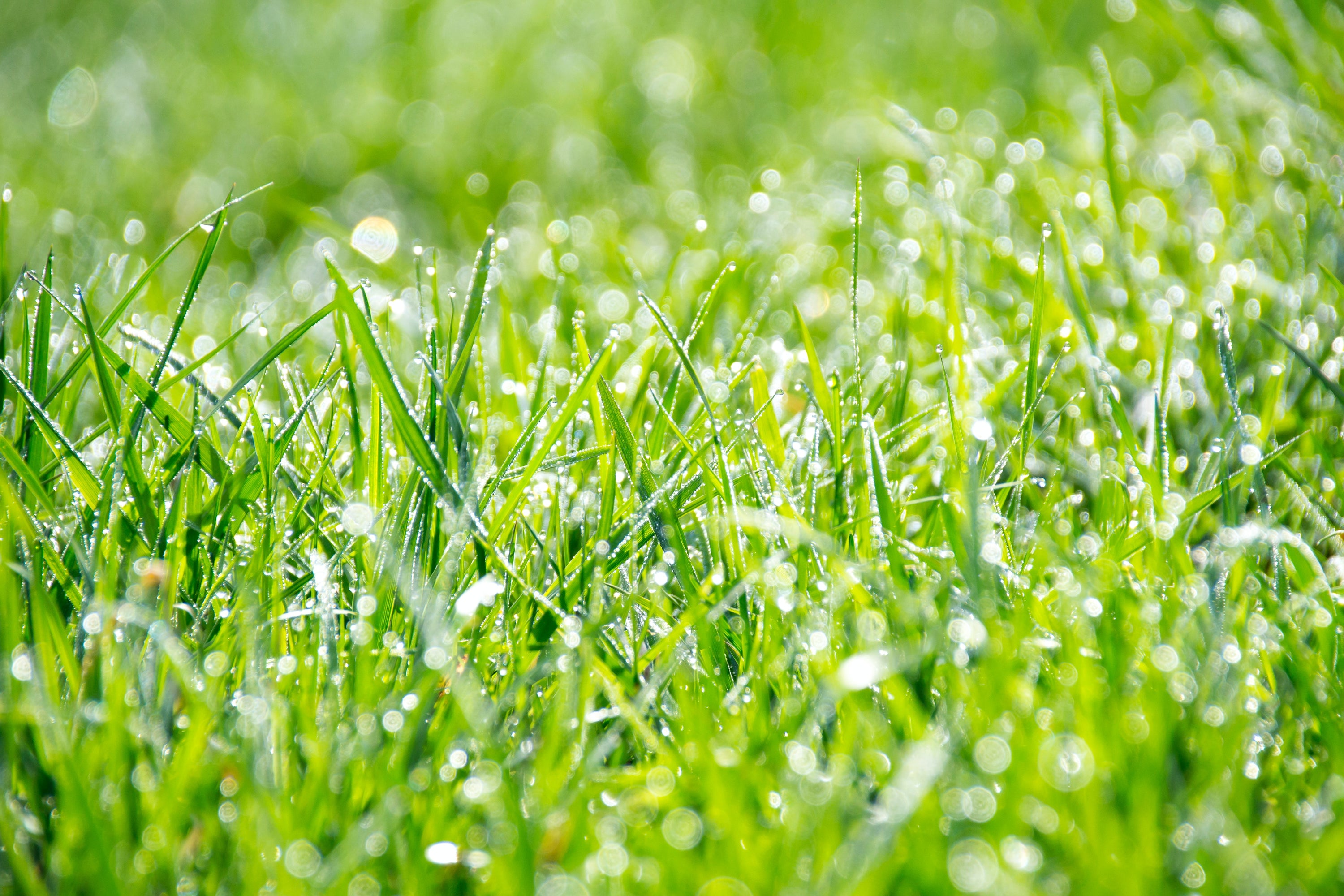 How To Grow a Green Lawn