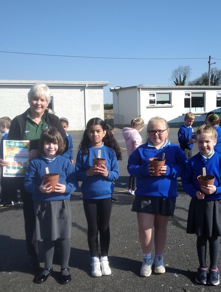 Sunflower Competition at St. Attracta's National School, Ballaghadereen