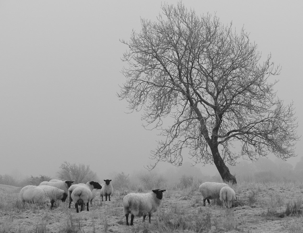 Ewe Housing - Top Tips