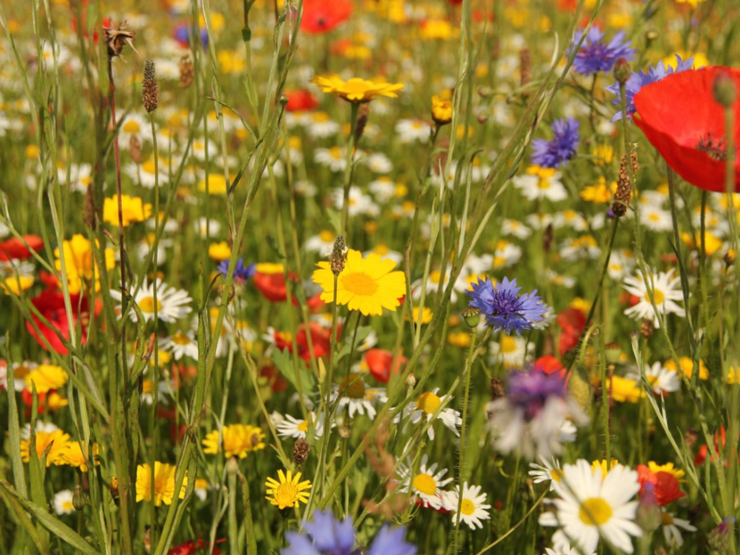 Sowing a wildflower meadow