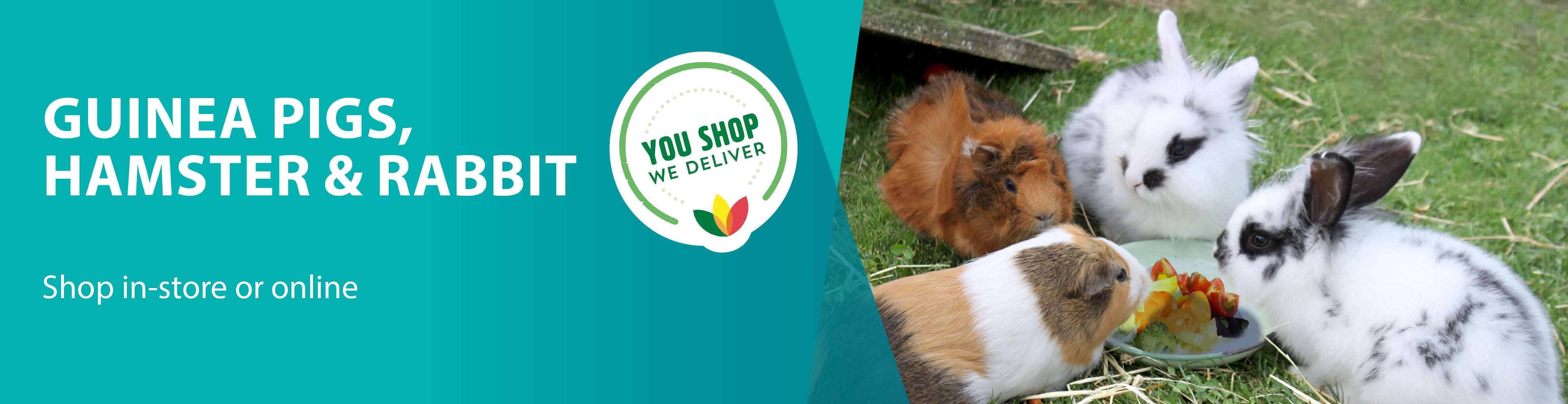 Guinea pig shop online best sale