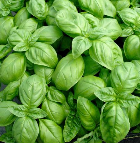 Basil &