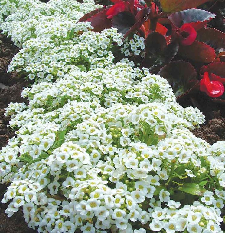 Alyssum &