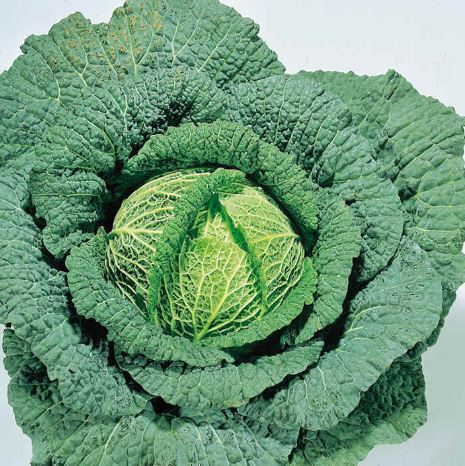 Cabbage (Savoy) &