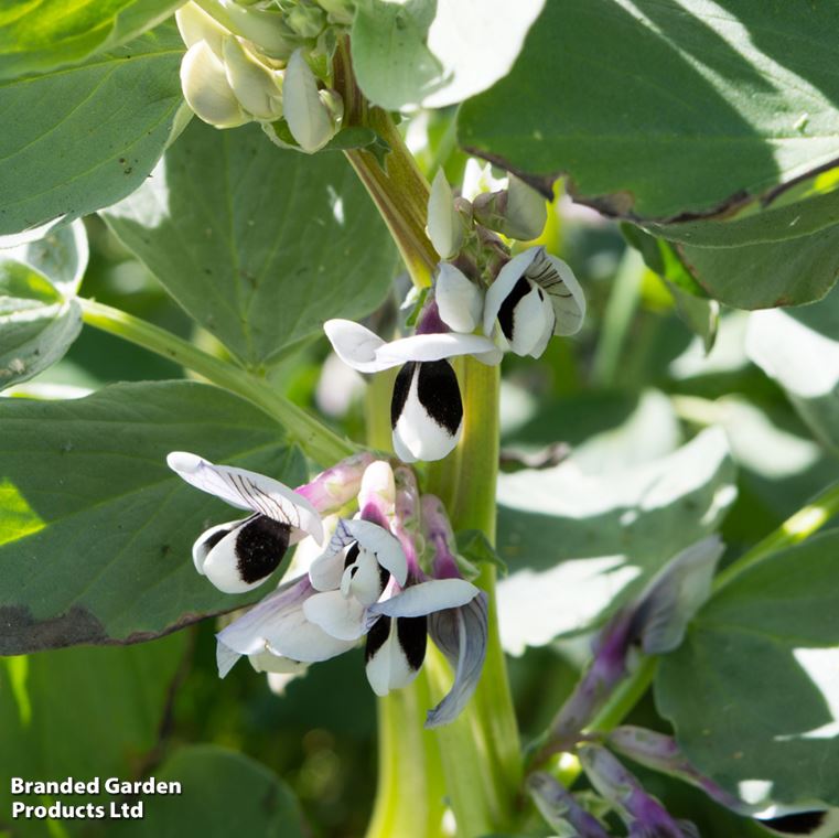 Broad Bean &