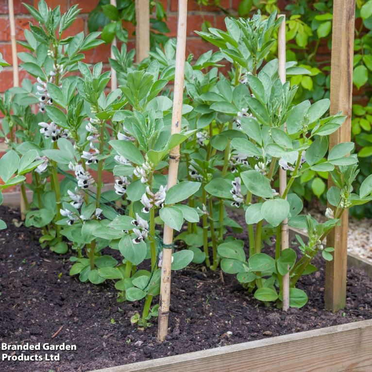 Broad Bean &