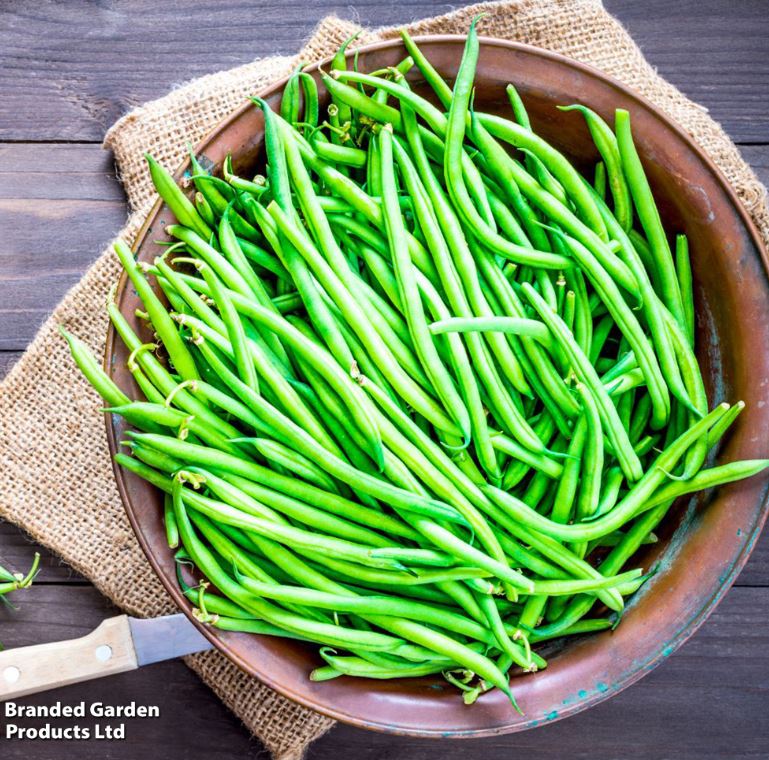 Dwarf French Bean &