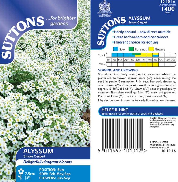 Alyssum &