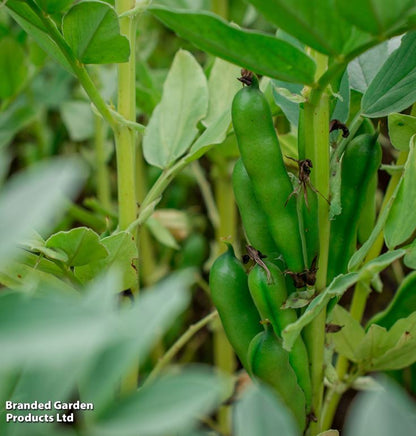 Broad Bean &