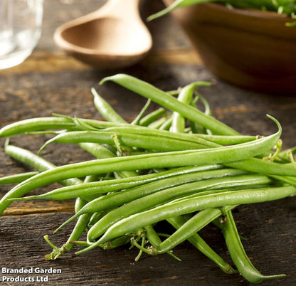 Dwarf French Bean &