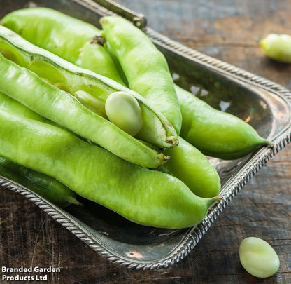 Broad Bean &