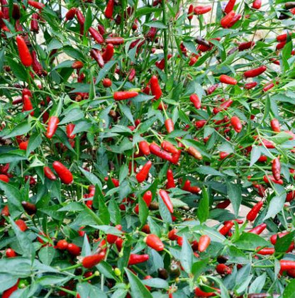 Pepper Chilli &