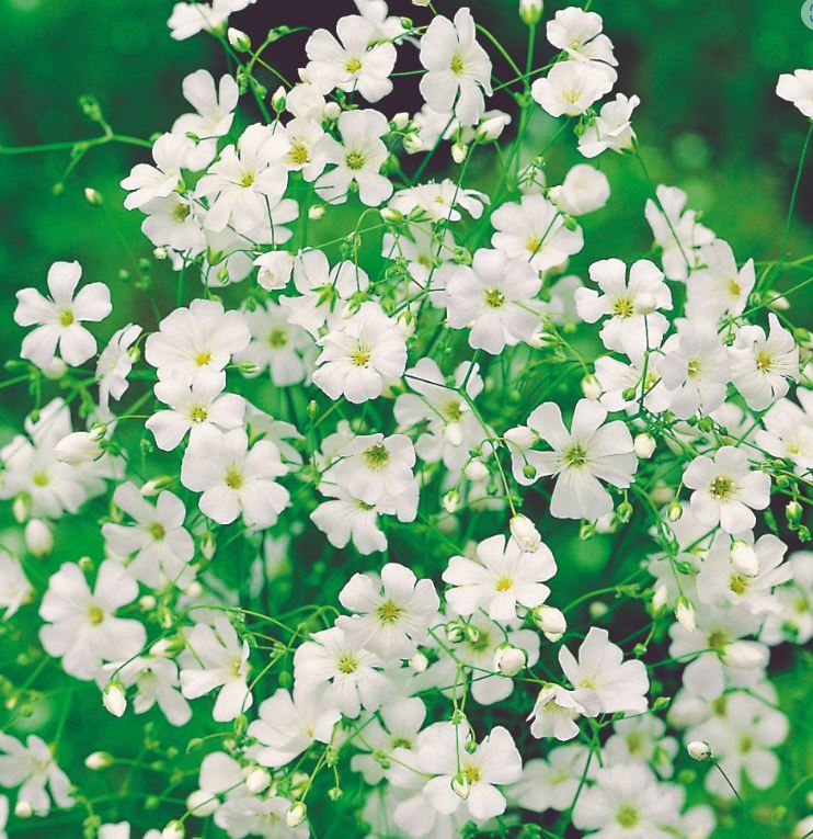 Gypsophila &