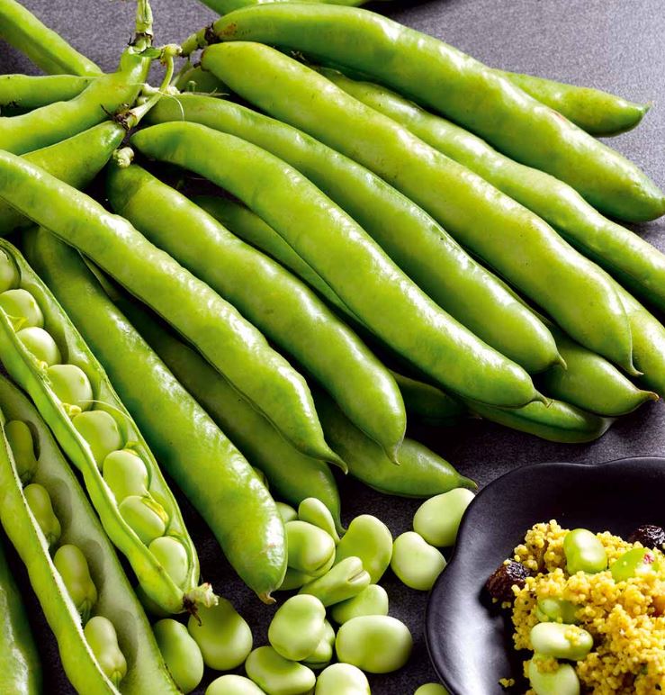 Broad Bean &