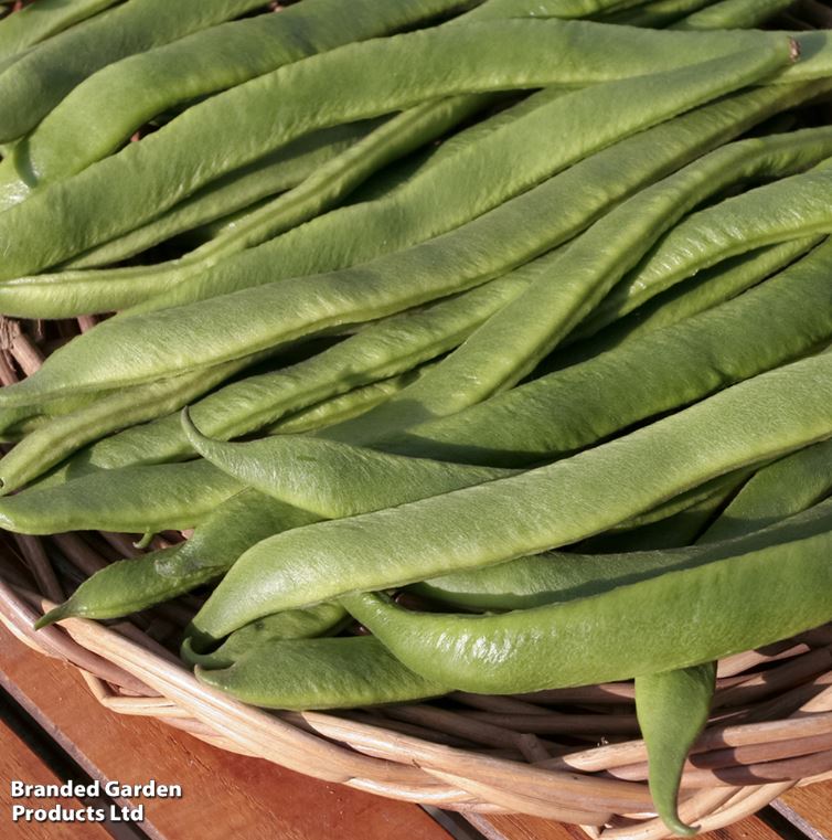 Runner Bean &