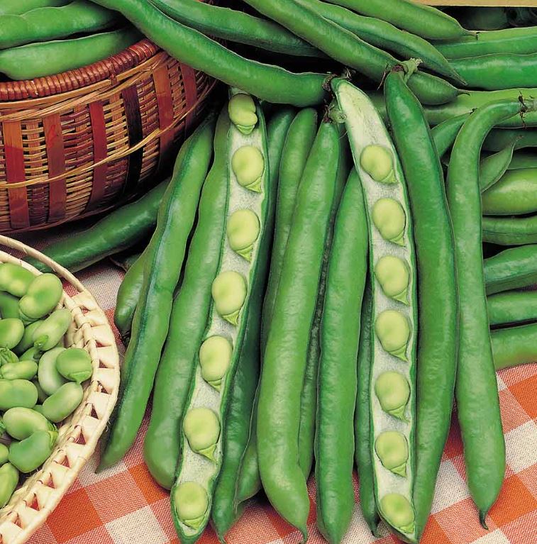 Broad Bean &