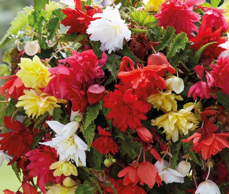 Begonia Pendula Mixed Colours - Bulbs