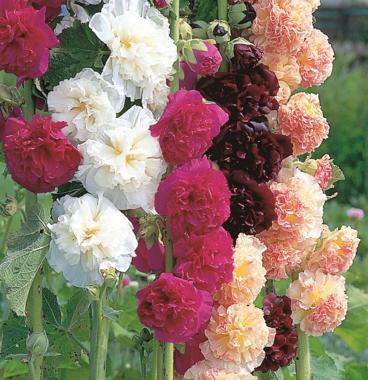 Hollyhock &