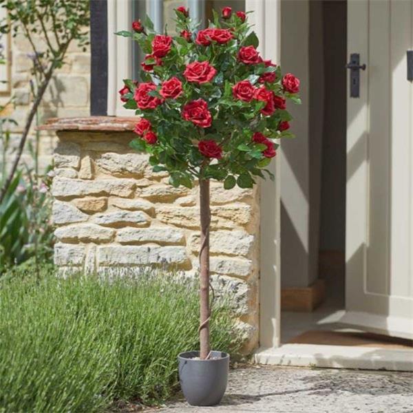 Regents Red Rose Tree - 120cm