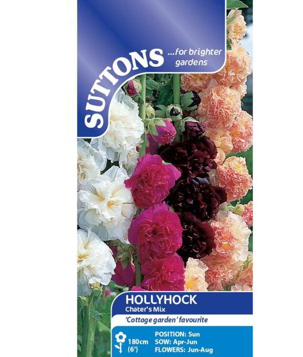 Hollyhock &