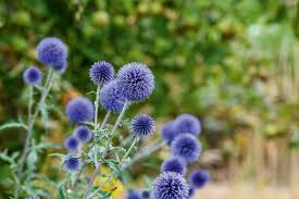 Blue Globe Thistle Flower Seeds