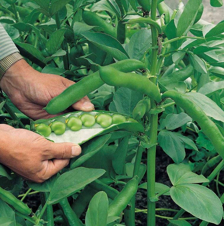 Broad Bean &