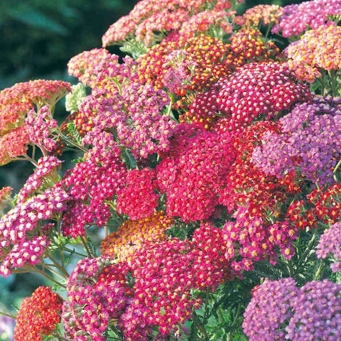 Achillea &