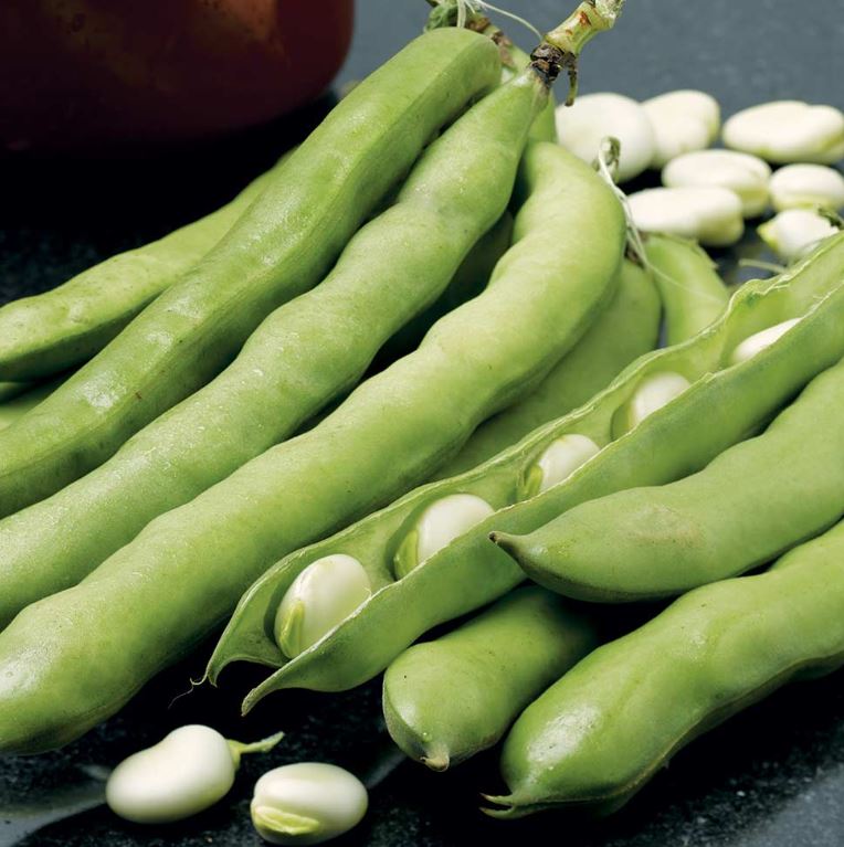 Broad Bean &