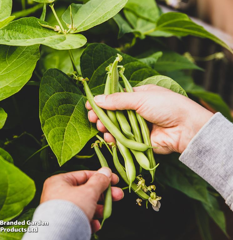 Climbing French Bean &