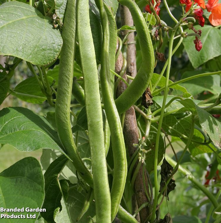 Runner Bean &