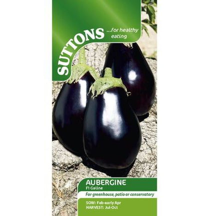 Aubergine F1 &