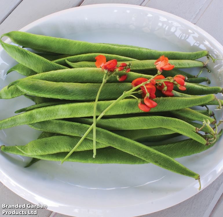 Runner Bean &