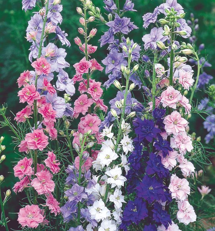 Larkspur &