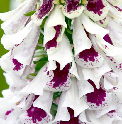 Digitalis &