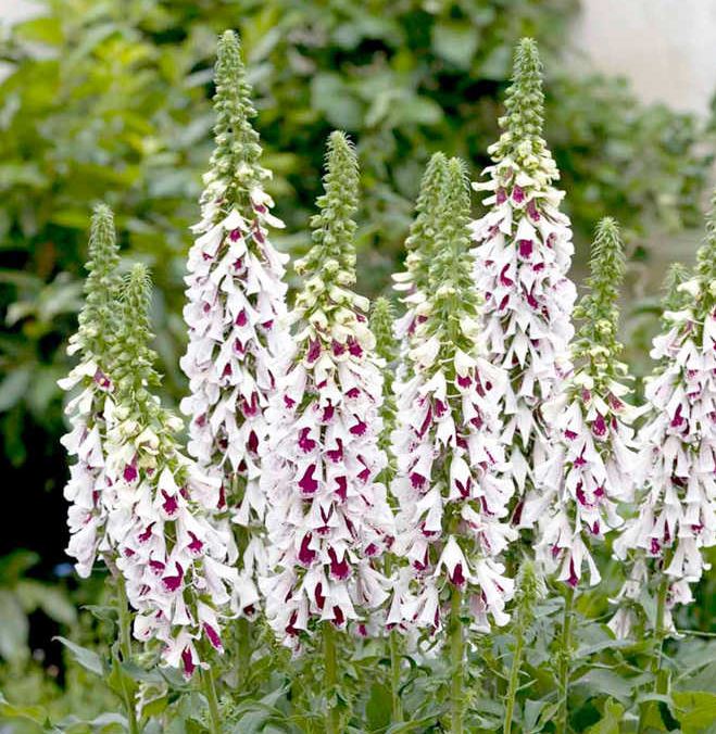 Digitalis &