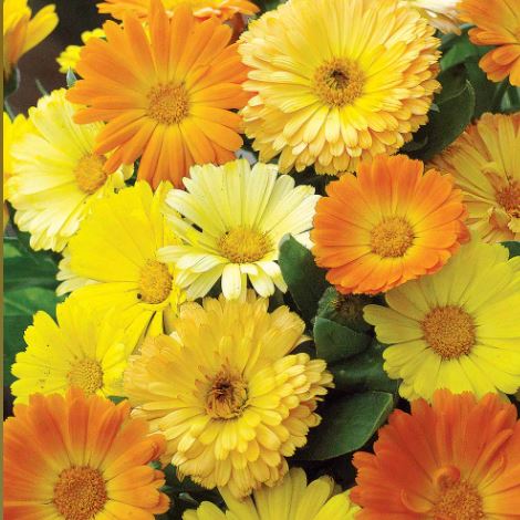 Calendula &