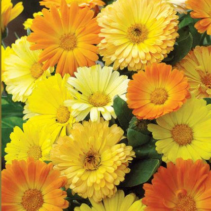 Calendula &