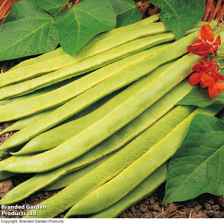 Runner Bean &