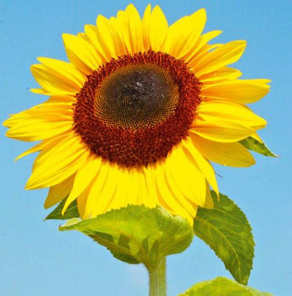 Sunflower &