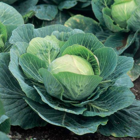 Cabbage F1 &