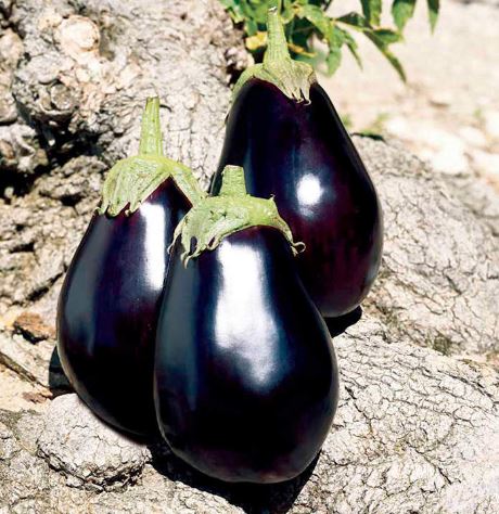 Aubergine F1 &